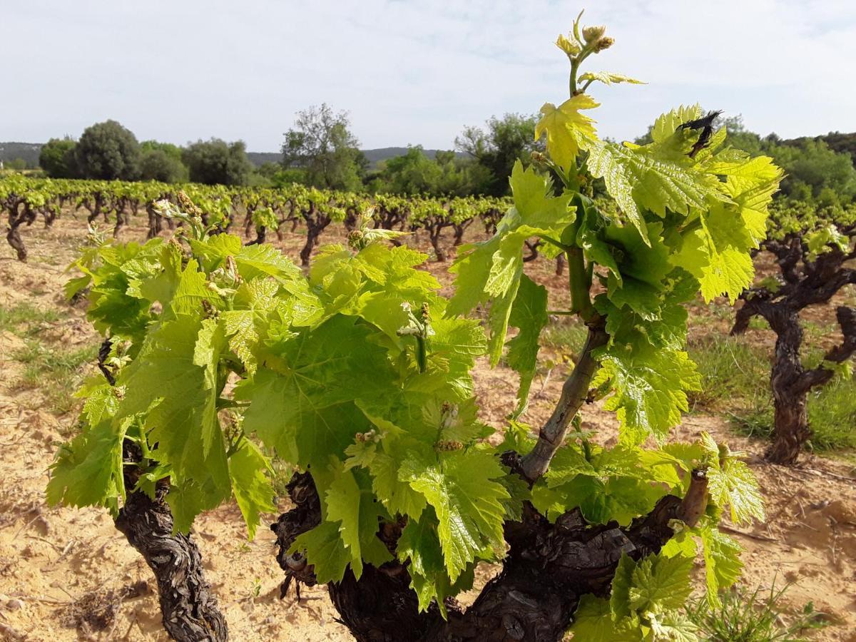 Maison d'hôtes Les Terres Basses Fabrezan